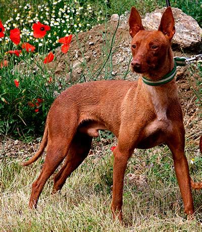 braco con podenco|Podencos, la fuerza del instinto.